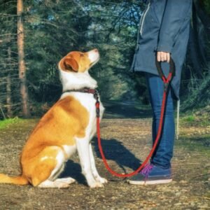540262471694.jpg Reflective Dog Leash Nylon Pet Dog Leash Rope For Small Medium Large Dogs Walking Training Pet Suppiles